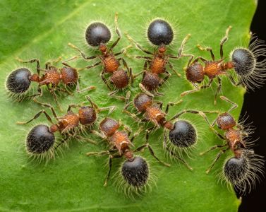 Купить Meranoplus bicolor с фермой 50х180 мм Колония 80-100 особей