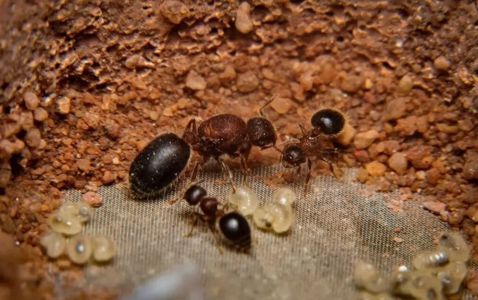 Купить Meranoplus bicolor с фермой 50х180 мм Колония 80-100 особей