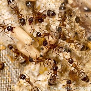 Купить муравьёв Camponotus albosparsus с фермой Редкий вид 800грн