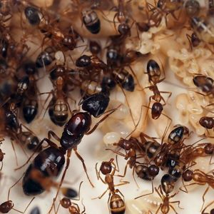 Купить муравьёв Camponotus albosparsus с фермой Редкий вид 800грн