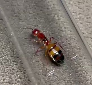 Эксклюзивные муравьи Camponotus reichardti – купить с фермой 1000грн