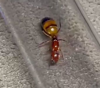 Эксклюзивные муравьи Camponotus reichardti – купить с фермой 1000грн