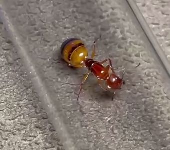 Эксклюзивные муравьи Camponotus reichardti – купить с фермой 1000грн
