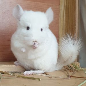 Маленький самец шиншиллы бело-розовый эбони носитель ангоры и фиолета