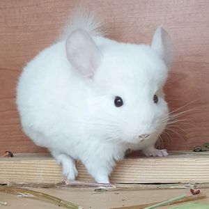 Маленький самец шиншиллы бело-розовый эбони носитель ангоры и фиолета