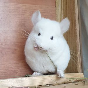Маленький самец шиншиллы бело-розовый эбони носитель ангоры и фиолета