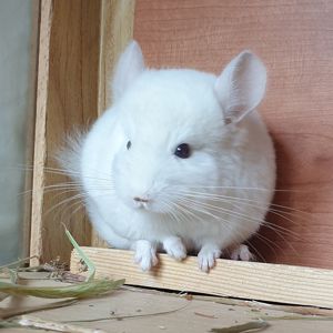 Маленький самец шиншиллы бело-розовый эбони носитель ангоры и фиолета