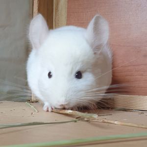 Маленький самец шиншиллы бело-розовый эбони носитель ангоры и фиолета