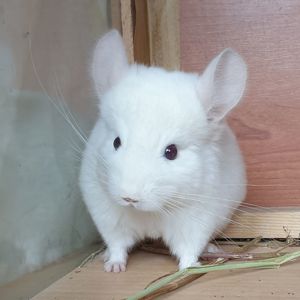 Маленький самец шиншиллы бело-розовый эбони носитель фиолета и ангоры