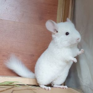 Маленький самец шиншиллы бело-розовый эбони носитель фиолета и ангоры