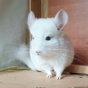 Маленький самец шиншиллы бело-розовый эбони носитель фиолета и ангоры