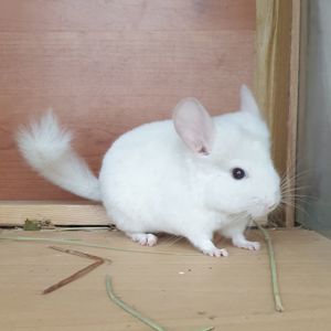 Маленький самец шиншиллы бело-розовый эбони носитель фиолета и ангоры