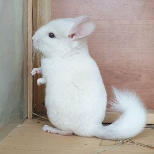 Маленький самец шиншиллы бело-розовый эбони носитель фиолета и ангоры
