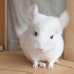 Маленький самец шиншиллы бело-розовый эбони носитель фиолета и ангоры