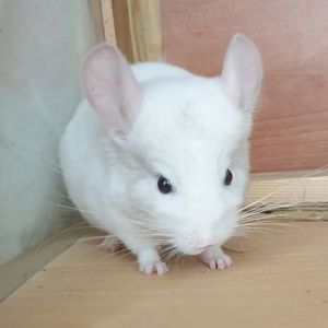 Маленький самец шиншиллы бело-розовый эбони носитель фиолета и ангоры