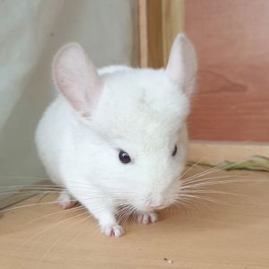 Маленький самец шиншиллы бело-розовый эбони носитель фиолета и ангоры