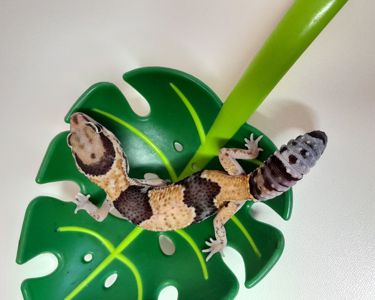 Ящірка