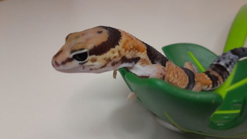 Ящірка