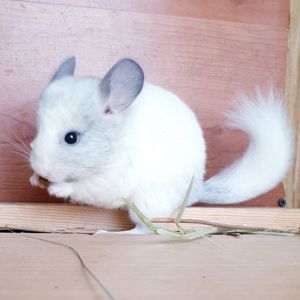 Ипленький самец шиншиллы белый фиолет эбони носитель ангоры