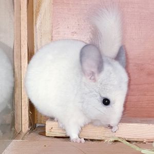 Ипленький самец шиншиллы белый фиолет эбони носитель ангоры