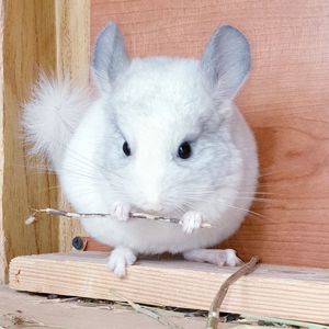 Ипленький самец шиншиллы белый фиолет эбони носитель ангоры