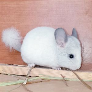 Маленький самец шиншиллы белый фиолет эбони носитель ангоры