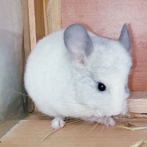 Маленький самец шиншиллы белый фиолет эбони носитель ангоры