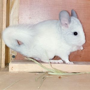 Маленький самец шиншиллы белый фиолет эбони носитель ангоры