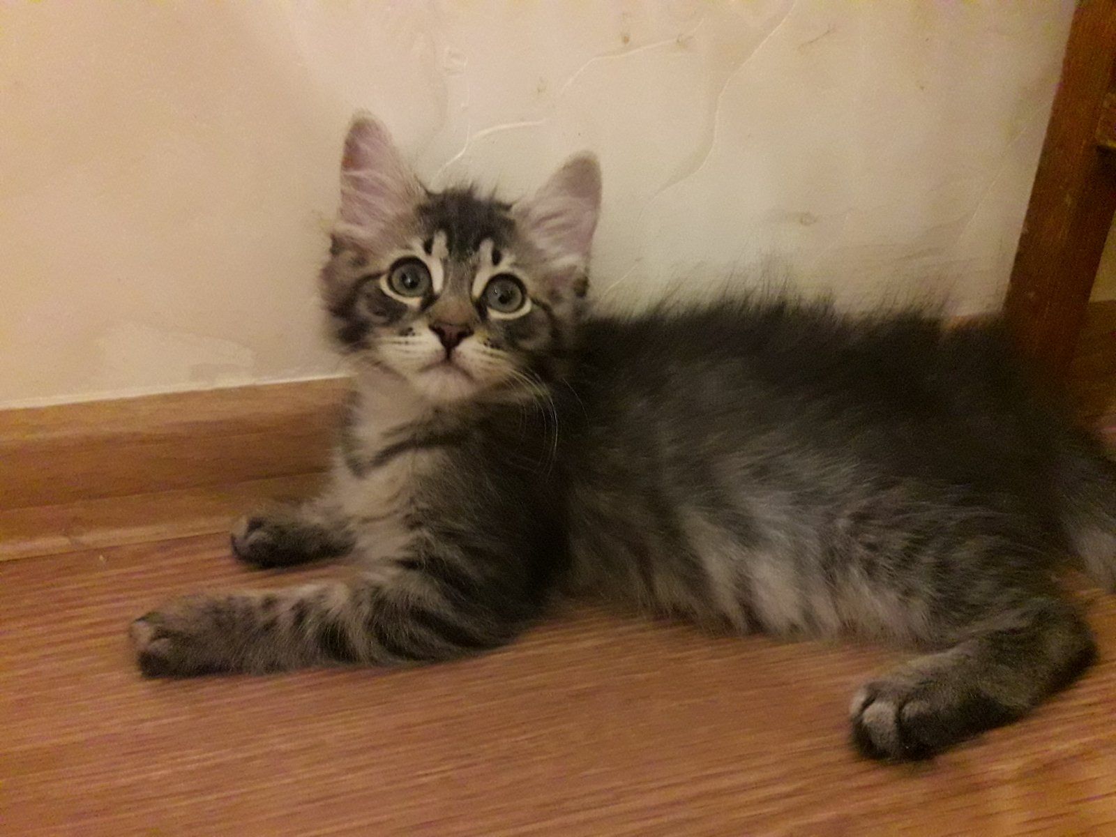 Мотя