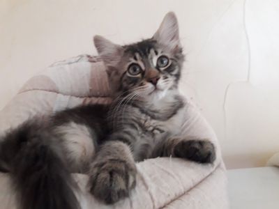 Мотя