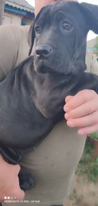 Цуценята Кане корсо