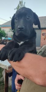 Цуценята Кане корсо
