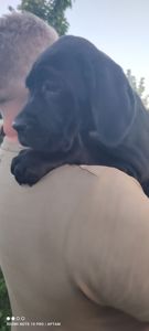 Цуценята Кане корсо