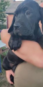 Цуценята Кане корсо