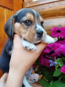 Чистокровні цуценята Бігля