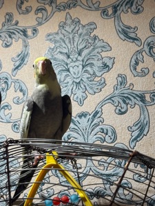 Корела