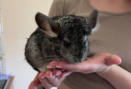 Шиншила🐭💙