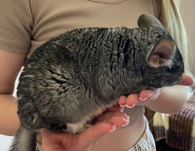 Шиншила🐭💙