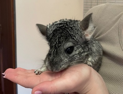 Шиншила🐭💙