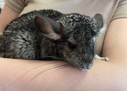 Шиншила🐭💙