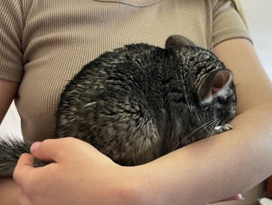 Шиншила🐭💙