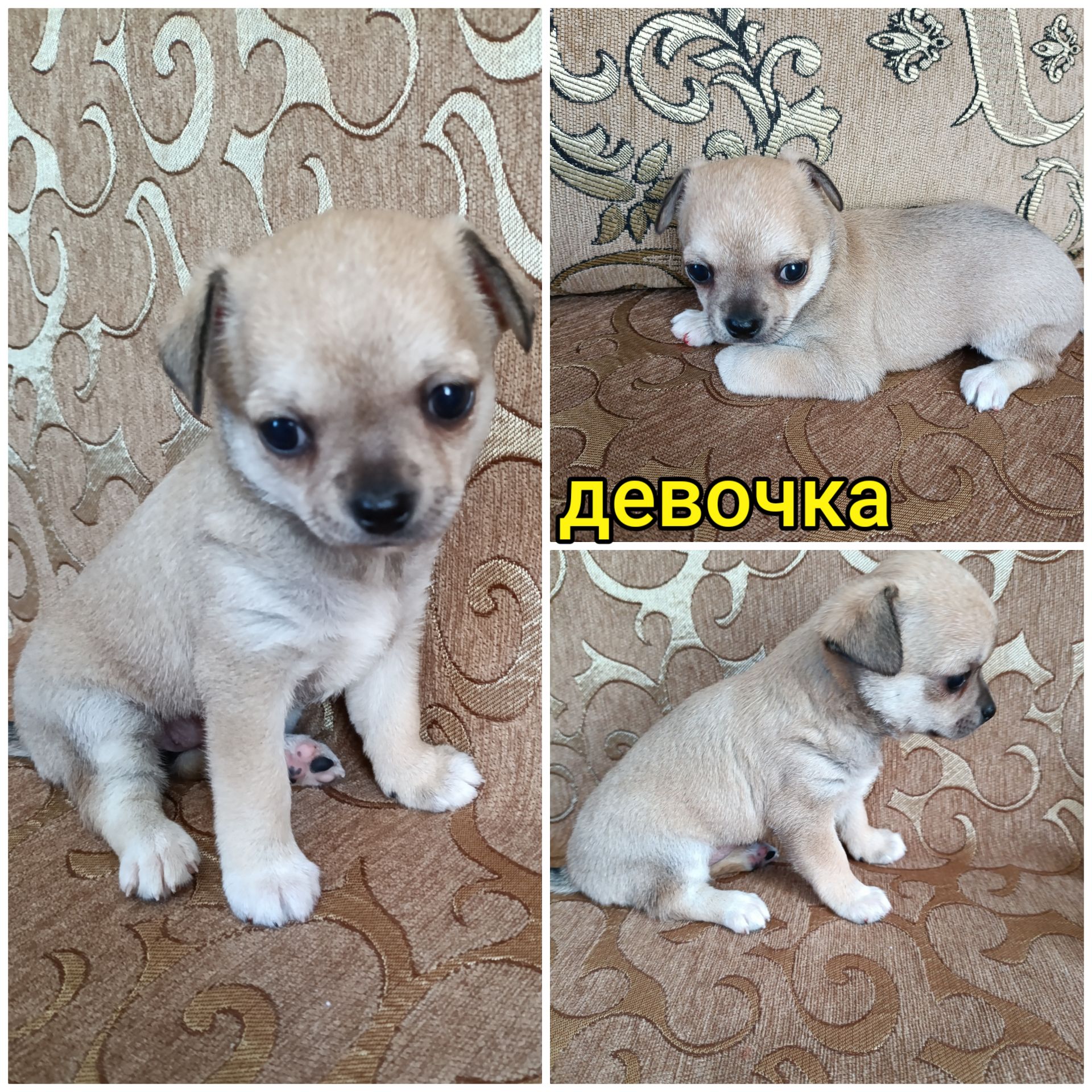 Девочка малышка