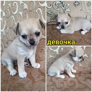Девочка малышка