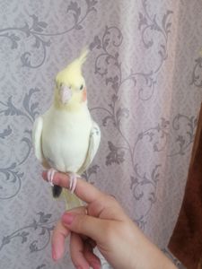 Корелла