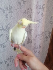 Корелла