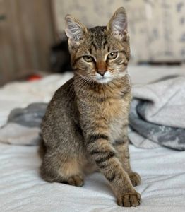 Лайм
