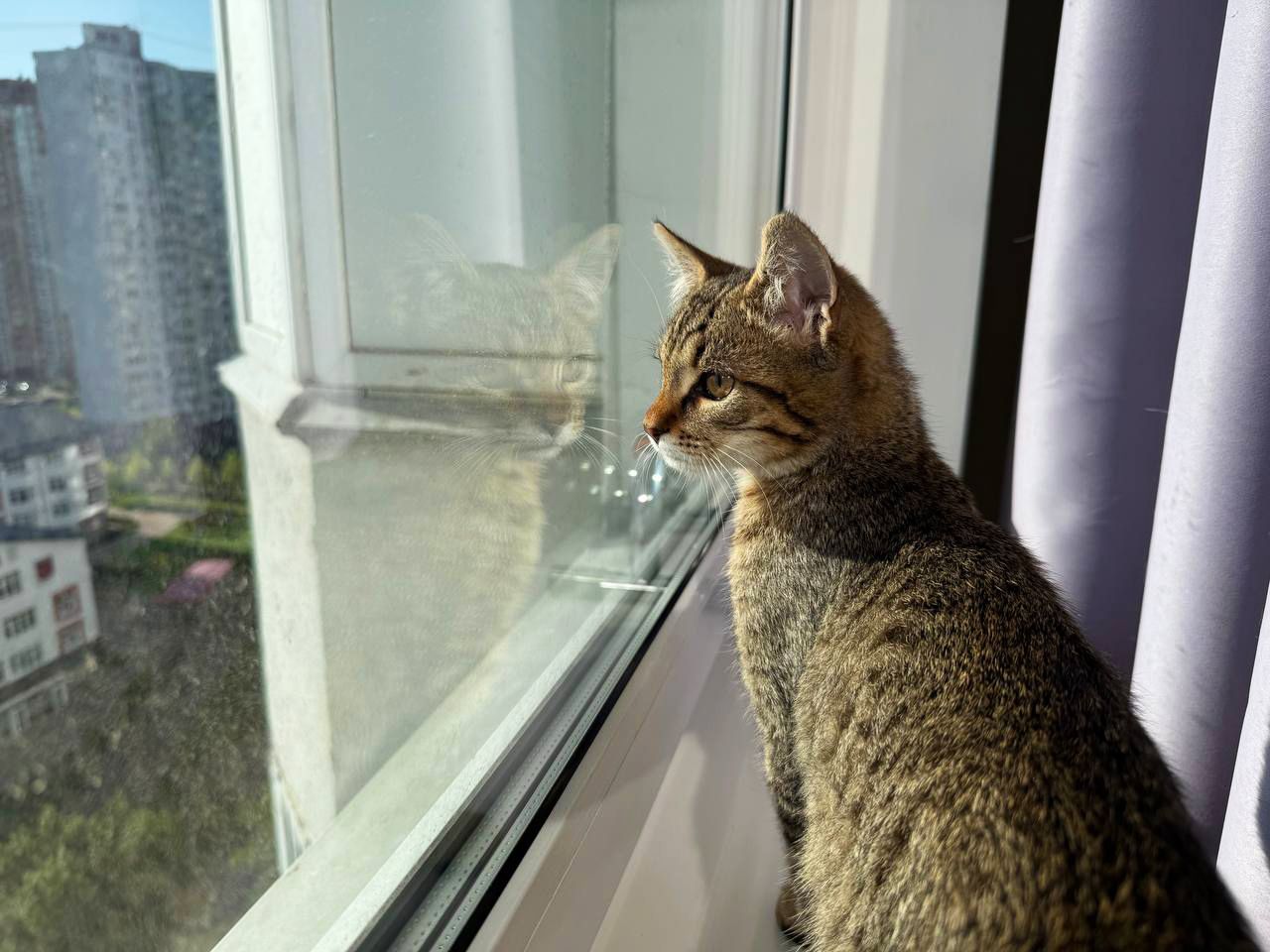 Лайм