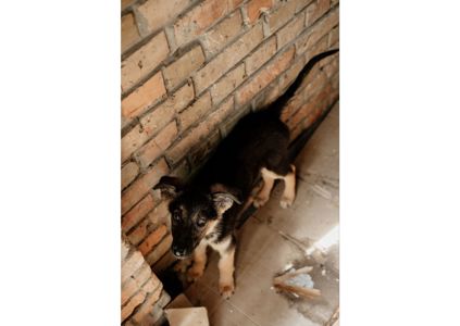 Віримо в диво і терміново шукаємо дім для особливого хвостика Рея - малюка з сильним серцем ❤️‍🩹