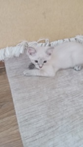 Віддам кошеня безкоштовно у добрі руки!