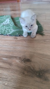 Віддам кошеня безкоштовно у добрі руки!